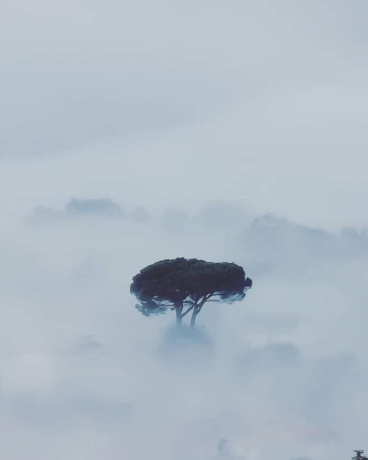 Affittacamere La Foresta Di Sopra 바르가 외부 사진